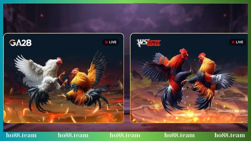 Khám phá 2 sảnh gà cực nổi tiếng