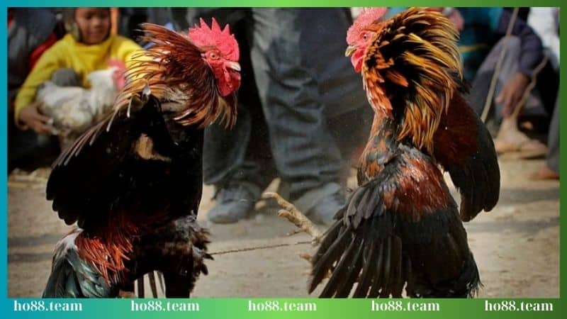 Đá gà Thomo - Siêu phẩm đình đám có 1 0 2