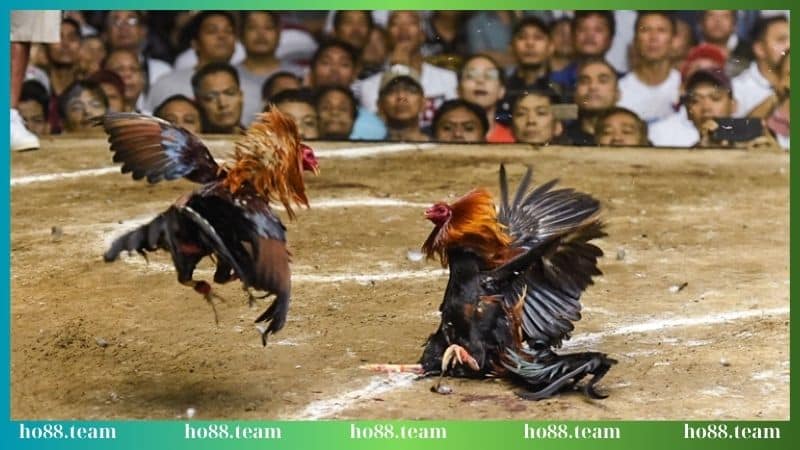 Góc quay đá gà Thomo siêu mướt