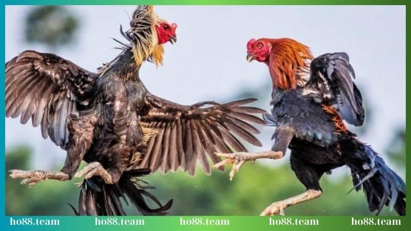 Sức hấp dẫn của đá gà Thomo là gì?
