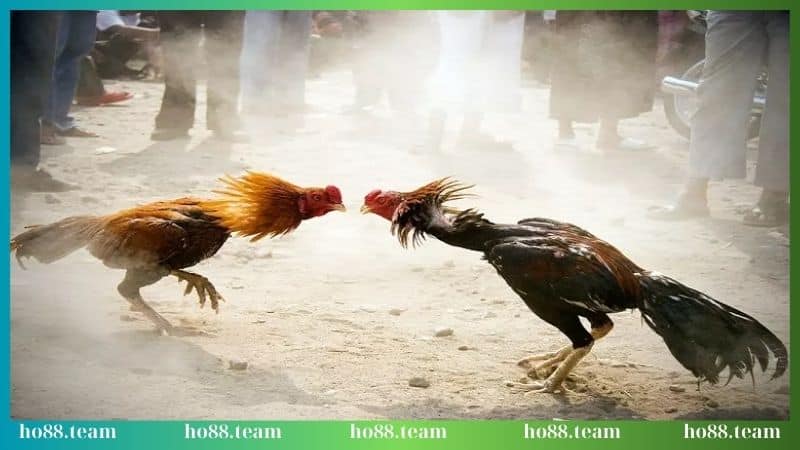 Ưu điểm của đá gà Thomo 